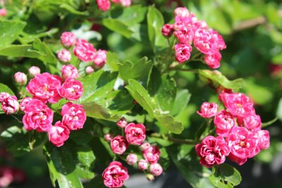Crataegus laevigata 'Paul's Scarlet'- hloh obecný - květy a listy